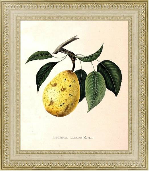 Постер Pears - Docteur Capron с типом исполнения Акварель в раме в багетной раме 484.M48.725
