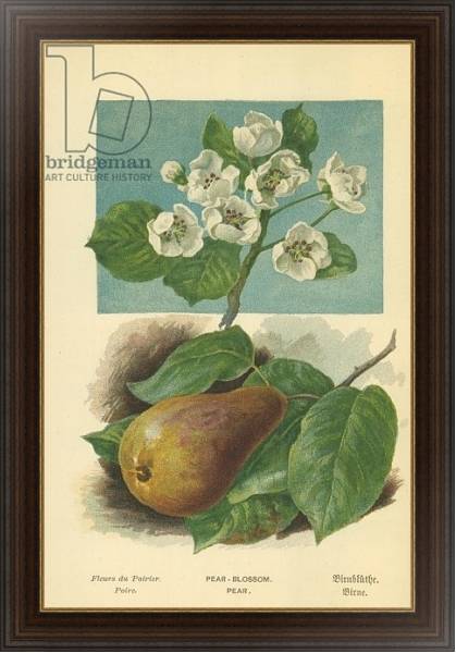 Постер Pear-Blossom. Pear с типом исполнения На холсте в раме в багетной раме 1.023.151