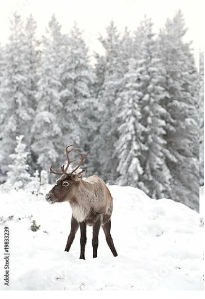 Постер Олень в снегу на фоне заснеженного леса с типом исполнения На холсте без рамы