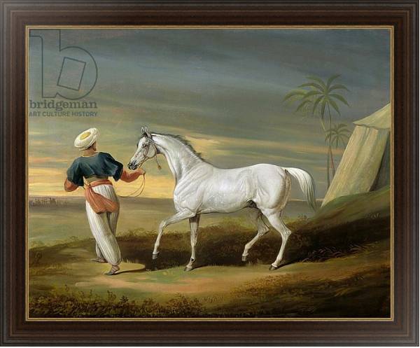 Постер Signal, a grey Arab, with a Groom in the Desert с типом исполнения На холсте в раме в багетной раме 1.023.151