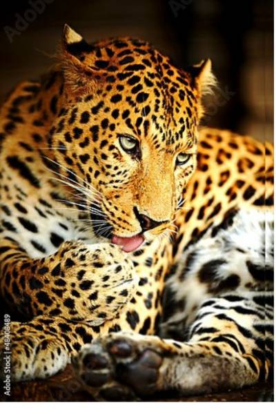 Постер Леопард 6 с типом исполнения На холсте без рамы