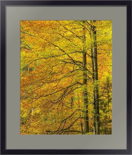 Постер Золотые осенние деревья с типом исполнения Под стеклом в багетной раме 221-01