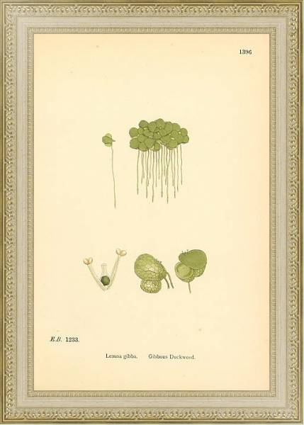 Постер English Botany №227 с типом исполнения Акварель в раме в багетной раме 484.M48.725