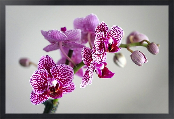 Постер Розовая пятнистая орхидея с типом исполнения На холсте в раме в багетной раме 1727.8010
