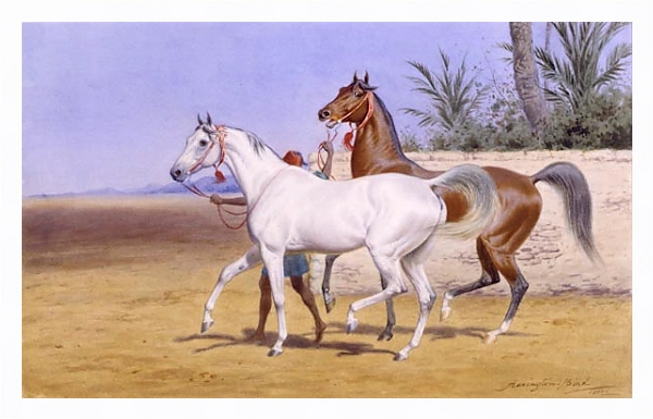 Постер Выгуливание арабских скакунов с типом исполнения На холсте в раме в багетной раме 221-03
