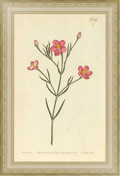 Постер Chironia Linoides. Flax-Leaved Chironia с типом исполнения Акварель в раме в багетной раме 484.M48.725