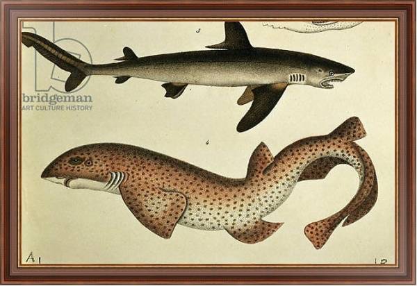Постер Lesser Spotted Dogfish, Pl.93 from 'Naturgeschichte und Abbildung der Fische' by H.R. Schinz, 1836 с типом исполнения На холсте в раме в багетной раме 35-M719P-83
