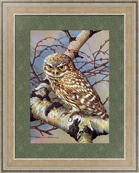 Постер British Birds - Little Owl с типом исполнения Акварель в раме в багетной раме 485.M40.584