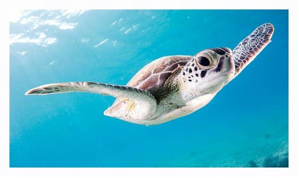 Постер Морская черепаха под водой с типом исполнения На холсте в раме в багетной раме 221-03