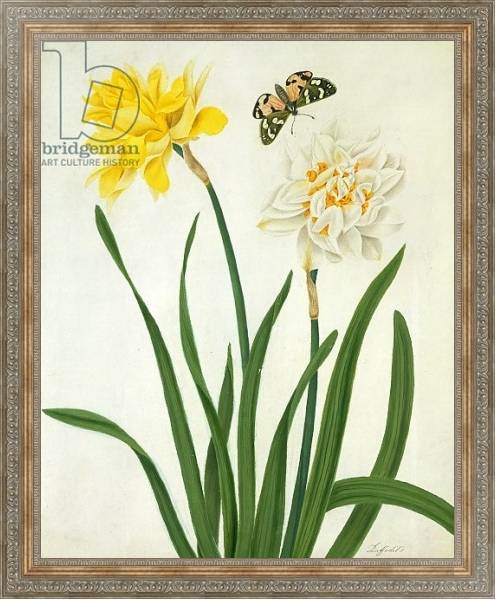 Постер Narcissi and Butterfly с типом исполнения На холсте в раме в багетной раме 484.M48.310