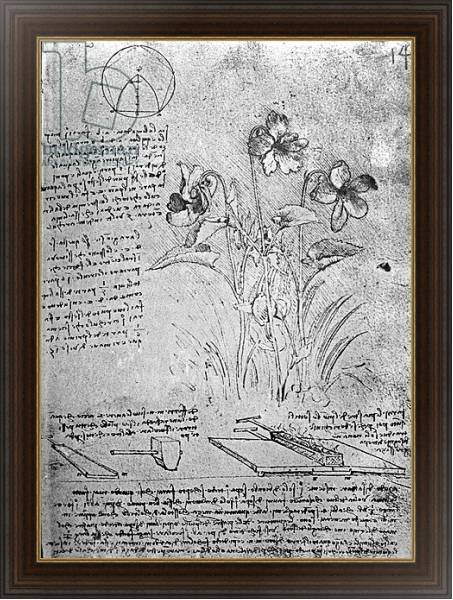 Постер Studies of Violas, fol. 14r from Manuscript B, c.1487-90 с типом исполнения На холсте в раме в багетной раме 1.023.151