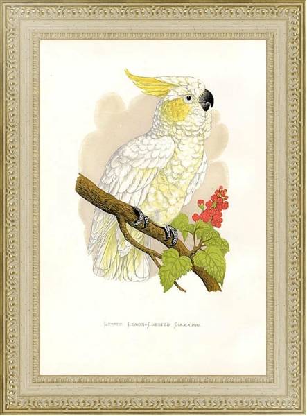 Постер Lesser Lemon-Crested Cockatoo с типом исполнения Акварель в раме в багетной раме 484.M48.725