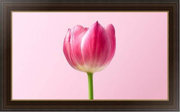 Постер Розовый тюльпан на розовом с типом исполнения На холсте в раме в багетной раме 1.023.151