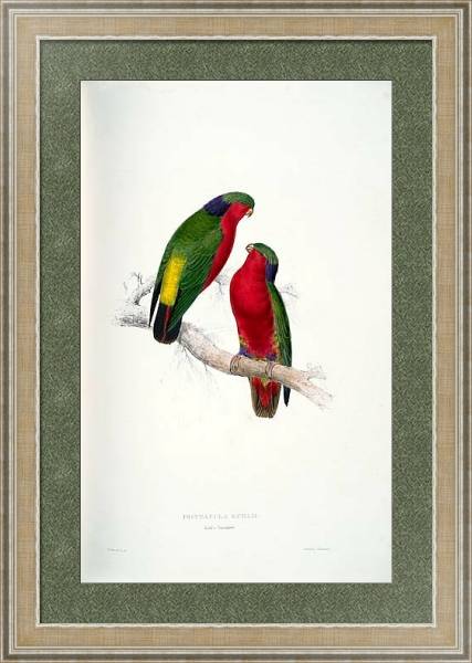 Постер Parrots by E.Lear  #35 с типом исполнения Акварель в раме в багетной раме 485.M40.584