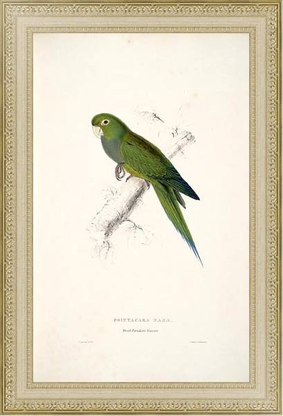 Постер Parrots by E.Lear  #9 с типом исполнения Акварель в раме в багетной раме 484.M48.725