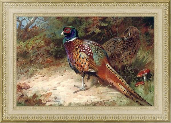 Постер Cock and hen pheasant in the undergrowth с типом исполнения Акварель в раме в багетной раме 484.M48.725