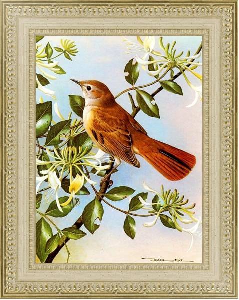 Постер British Birds - Nightingale с типом исполнения Акварель в раме в багетной раме 484.M48.725