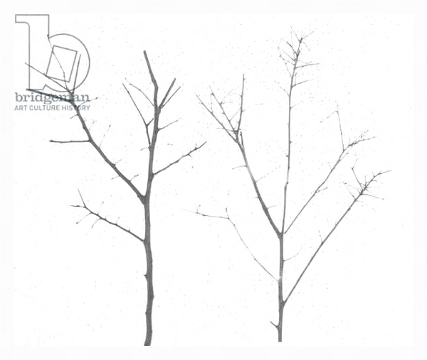 Постер territori innevati - due alberi giorno -2012, photographic contamination с типом исполнения На холсте в раме в багетной раме 221-03