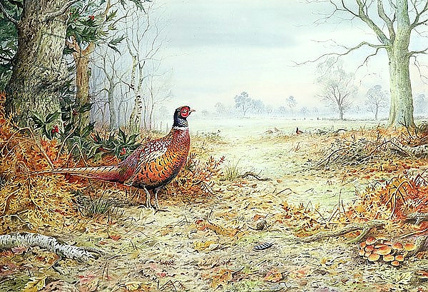 Постер Cock Pheasant 1 с типом исполнения На холсте без рамы