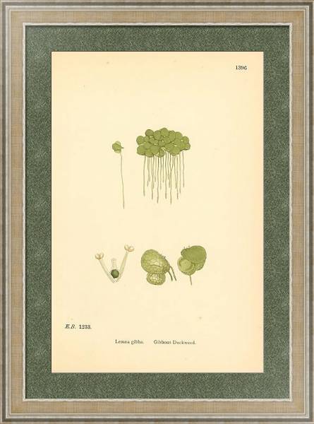 Постер English Botany №227 с типом исполнения Акварель в раме в багетной раме 485.M40.584