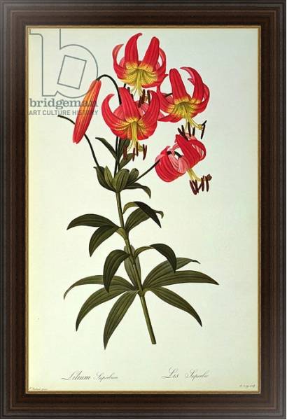 Постер Lilium Superbum, from `Les Liliacees', 1805 с типом исполнения На холсте в раме в багетной раме 1.023.151