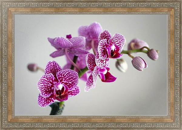 Постер Розовая пятнистая орхидея с типом исполнения На холсте в раме в багетной раме 484.M48.310