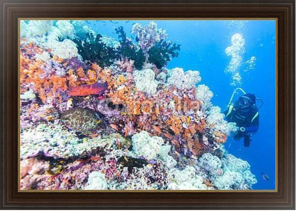 Постер Дайвер на коралловом рифе с типом исполнения На холсте в раме в багетной раме 1.023.151