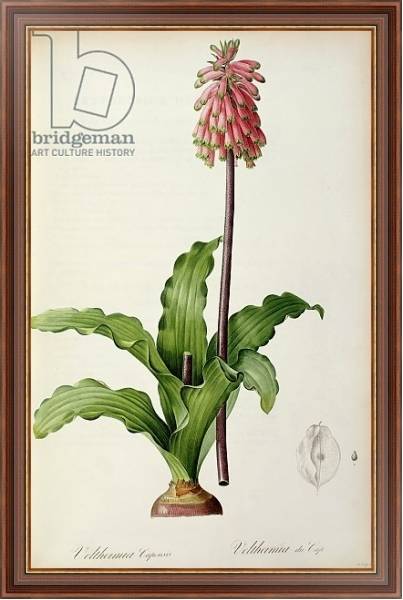 Постер Veltheimia Capensis, from `Les Liliacees', c.1805 с типом исполнения На холсте в раме в багетной раме 35-M719P-83
