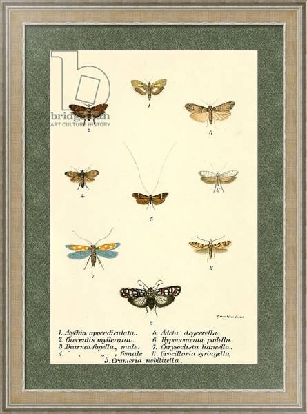 Постер Butterflies 91 с типом исполнения Акварель в раме в багетной раме 485.M40.584
