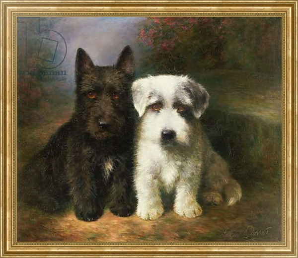 Постер A Scottish and a Sealyham Terrier с типом исполнения На холсте в раме в багетной раме NA033.1.051