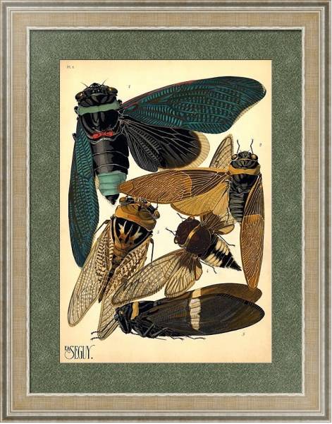 Постер Insects by E. A. Seguy №1 с типом исполнения Акварель в раме в багетной раме 485.M40.584
