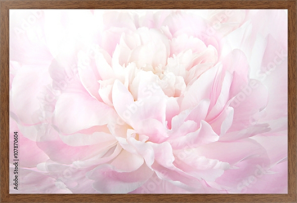 Постер Нежно-розовый пион макро с типом исполнения На холсте в раме в багетной раме 1727.4310