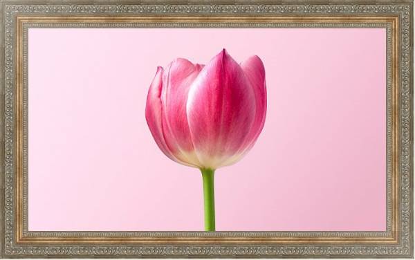 Постер Розовый тюльпан на розовом с типом исполнения На холсте в раме в багетной раме 484.M48.310