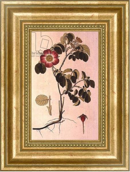 Постер Rosa Pumila, from 'Les Roses' Vol II, 19th century с типом исполнения На холсте в раме в багетной раме NA033.1.051