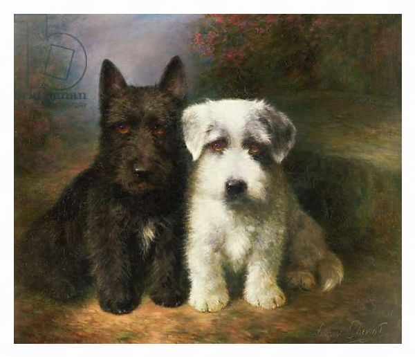 Постер A Scottish and a Sealyham Terrier с типом исполнения На холсте в раме в багетной раме 221-03