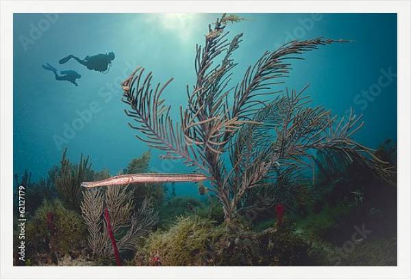 Постер Два дайвера под водой у Карибского Кораллового рифа с типом исполнения На холсте в раме в багетной раме 1727.7010