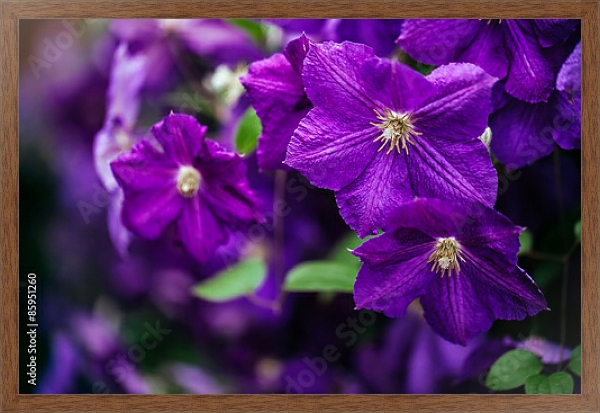 Постер Клематисы в саду.Фиолетовые с типом исполнения На холсте в раме в багетной раме 1727.4310