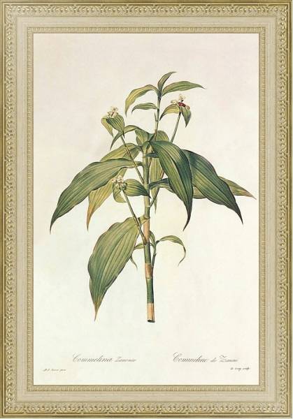 Постер Campelia zanonia L с типом исполнения Акварель в раме в багетной раме 484.M48.725