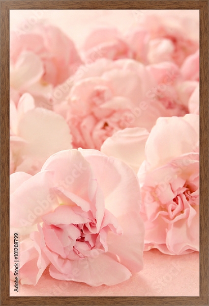 Постер Гвоздика розовая. Макро с типом исполнения На холсте в раме в багетной раме 1727.4310