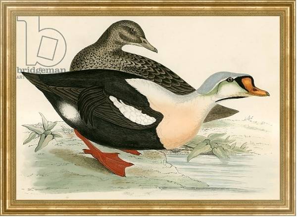 Постер King Duck с типом исполнения На холсте в раме в багетной раме NA033.1.051