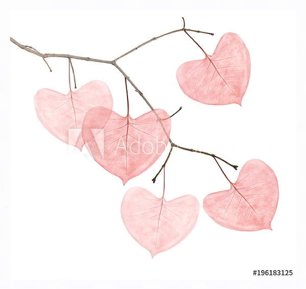 Постер Ветка с розовыми листьями в форме сердца  с типом исполнения На холсте в раме в багетной раме 221-03