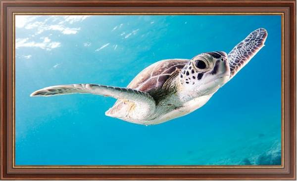 Постер Морская черепаха под водой с типом исполнения На холсте в раме в багетной раме 35-M719P-83