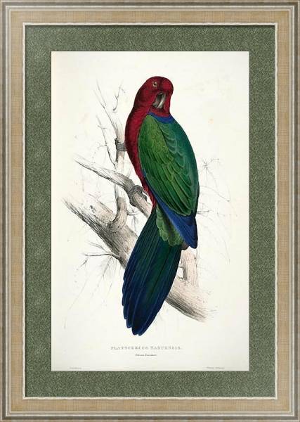 Постер Parrots by E.Lear  #13 с типом исполнения Акварель в раме в багетной раме 485.M40.584