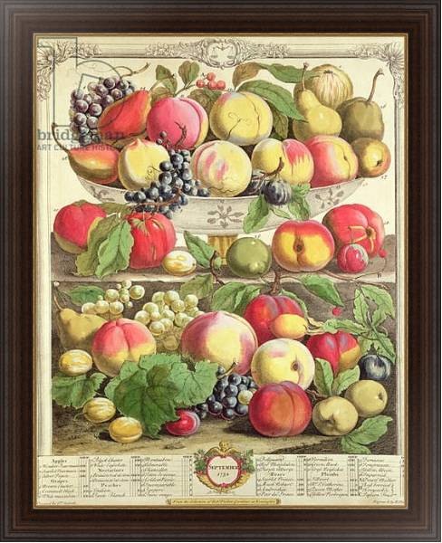 Постер September, from 'Twelve Months of Fruits', by Robert Furber engraved by Henry Fletcher, 1732 с типом исполнения На холсте в раме в багетной раме 1.023.151