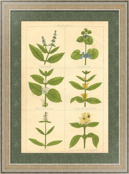 Постер Botanical Magazine #50 с типом исполнения Акварель в раме в багетной раме 485.M40.584