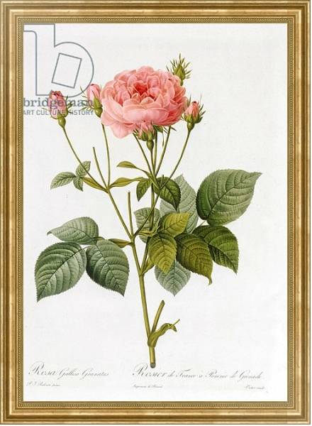 Постер Rosa Gallica Granatus, from 'Les Roses', vol II, 1821 с типом исполнения На холсте в раме в багетной раме NA033.1.051