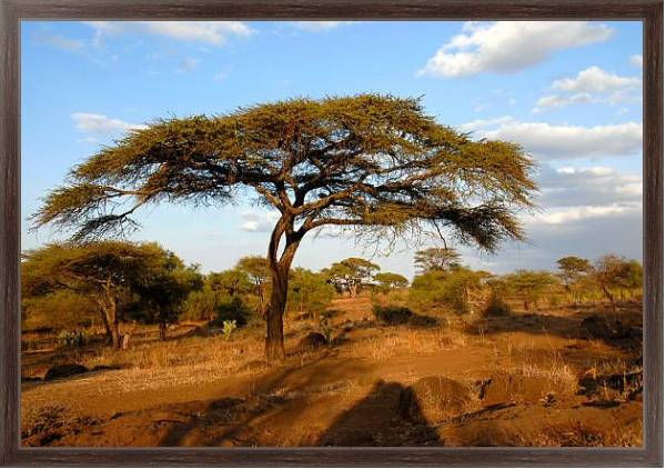 Постер Кения, Африка. Национальный парк с типом исполнения На холсте в раме в багетной раме 221-02