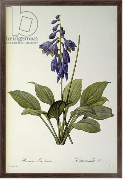 Постер Hemerocallis Caerulea, from `Les Liliacees', 1806 с типом исполнения На холсте в раме в багетной раме 221-02