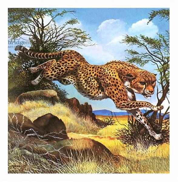Постер Cheetah running с типом исполнения На холсте в раме в багетной раме 221-03