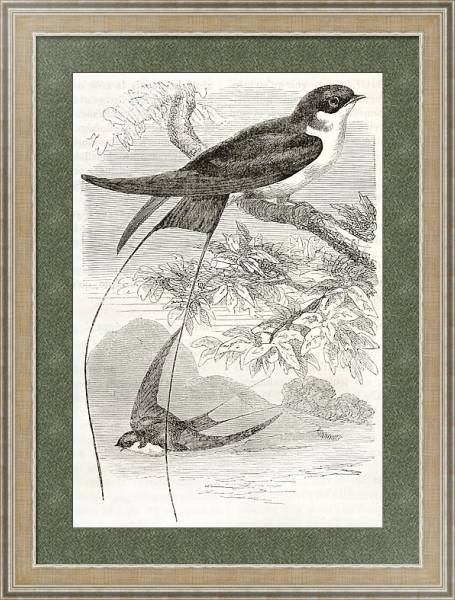 Постер Wire-tailed Swallow old illustration (Hirundo smithii). Created by Kretschmer, published on Merveill с типом исполнения Акварель в раме в багетной раме 485.M40.584